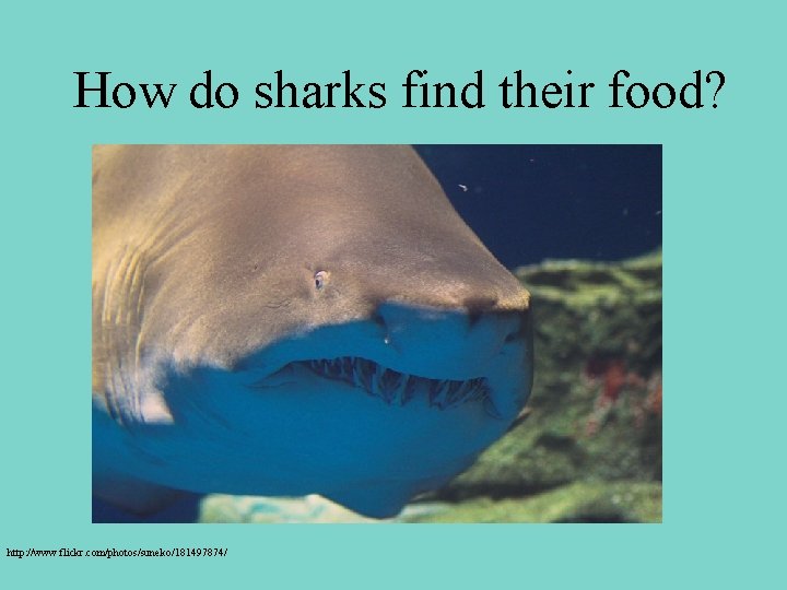 How do sharks find their food? http: //www. flickr. com/photos/suneko/181497874/ 