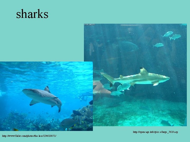 sharks http: //opencage. info/pics. e/large_7619. asp http: //www. flickr. com/photos/the-lees/134610871/ 