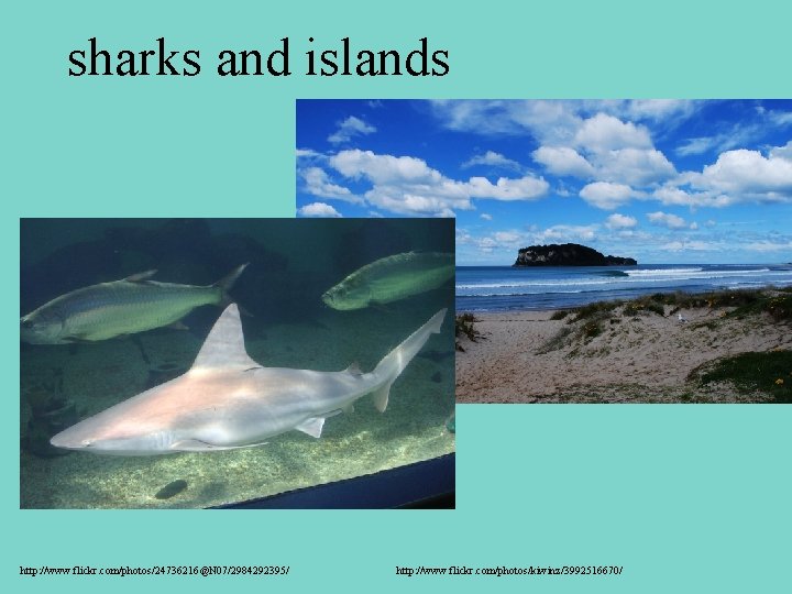 sharks and islands http: //www. flickr. com/photos/24736216@N 07/2984292395/ http: //www. flickr. com/photos/kiwinz/3992516670/ 