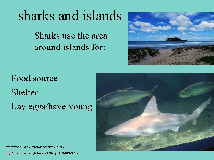 sharks and islands Sharks use the area around islands for: Food source Shelter Lay