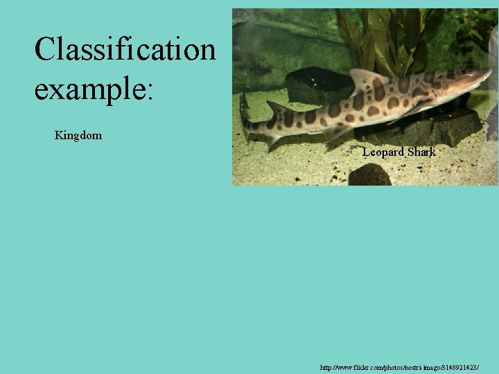 Classification example: Kingdom Leopard Shark http: //www. flickr. com/photos/nostri-imago/3148921423/ 