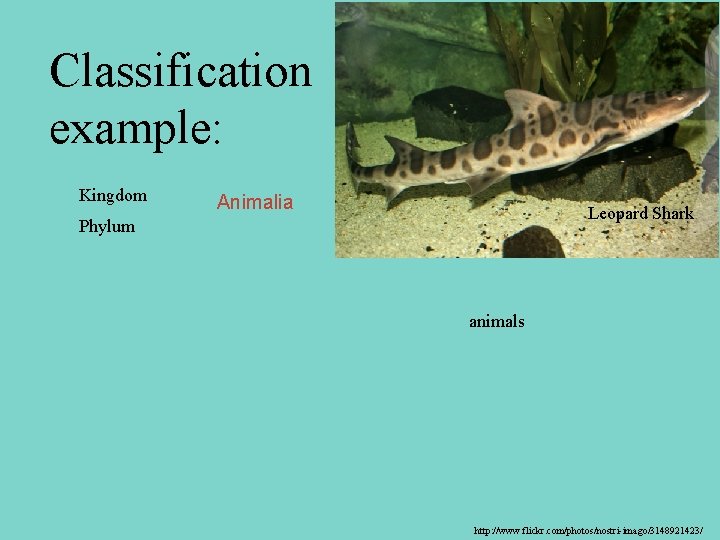 Classification example: Leopard Shark Kingdom Animalia Leopard Shark Phylum animals http: //www. flickr. com/photos/nostri-imago/3148921423/