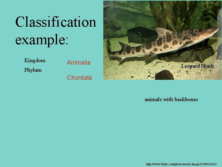 Classification example: Kingdom Animalia Phylum Leopard Shark Chordata animals with backbones http: //www. flickr.