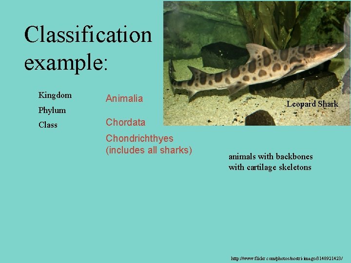 Classification example: Kingdom Animalia Phylum Class Leopard Shark Chordata Chondrichthyes (includes all sharks) animals