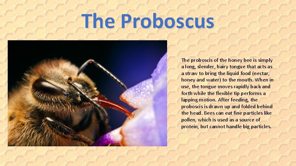The Proboscus The proboscis of the honey bee is simply a long, slender, hairy