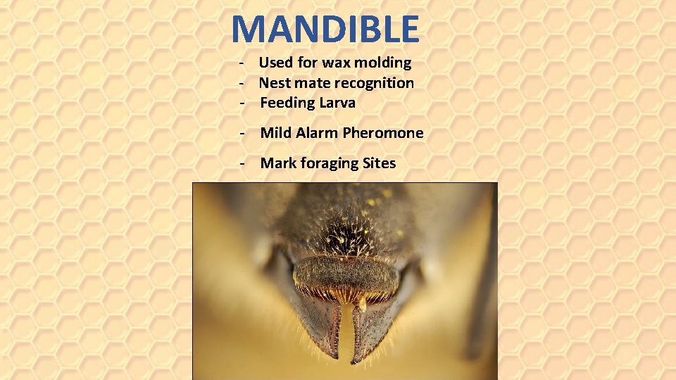 MANDIBLE - Used for wax molding - Nest mate recognition - Feeding Larva -