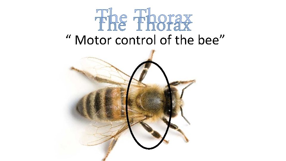 The Thorax “ Motor control of the bee” 