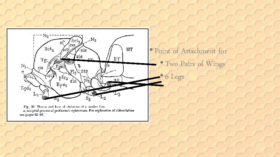  • Point of Attachment for • Two Pairs of Wings • 6 Legs