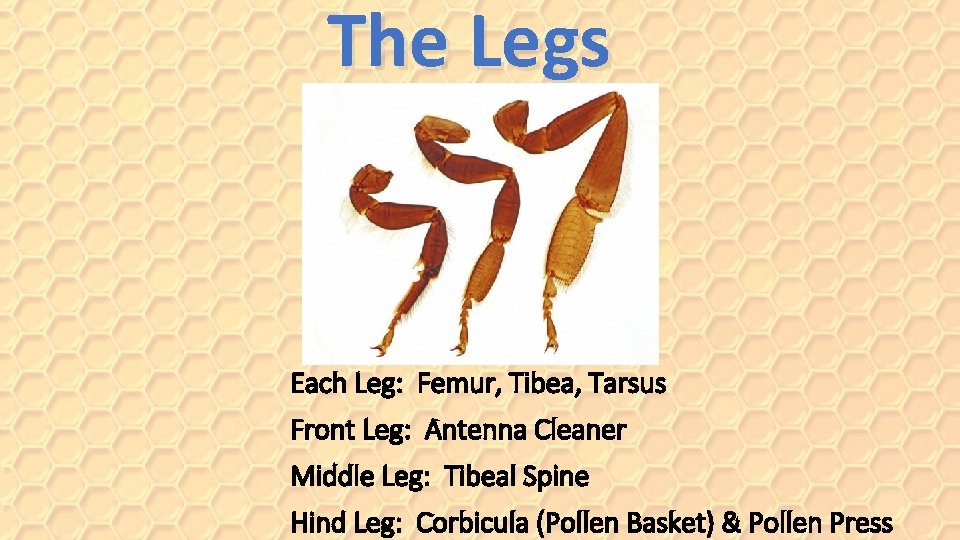 The Legs Each Leg: Femur, Tibea, Tarsus Front Leg: Antenna Cleaner Middle Leg: Tibeal