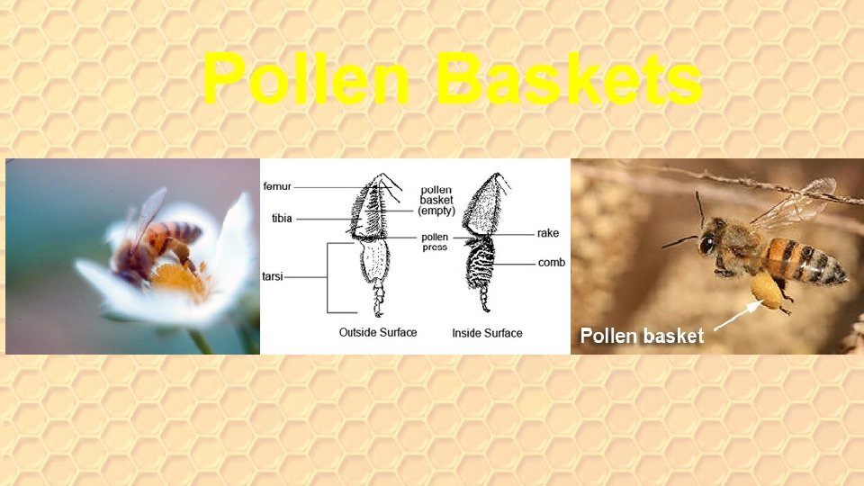 Pollen Baskets 