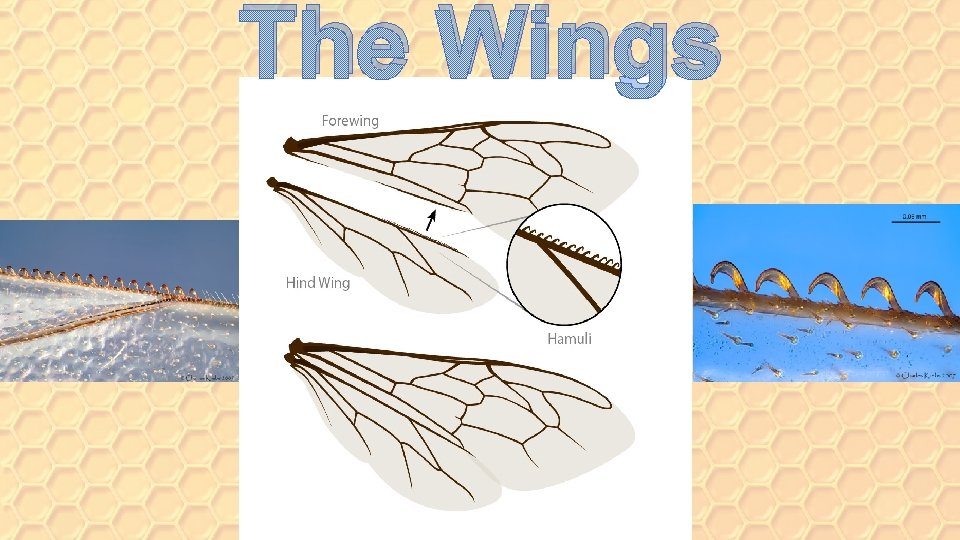 The Wings 