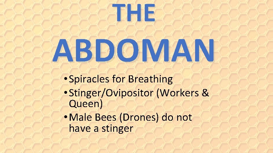THE ABDOMAN • Spiracles for Breathing • Stinger/Ovipositor (Workers & Queen) • Male Bees
