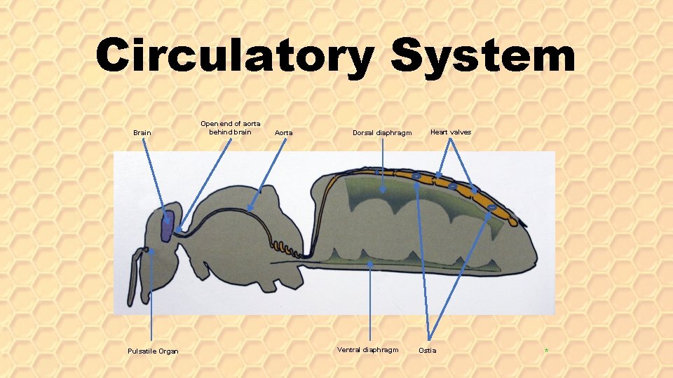 Circulatory System Brain Pulsatile Organ Open end of aorta behind brain Aorta Dorsal diaphragm