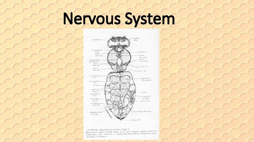 Nervous System 