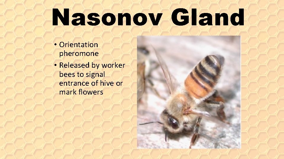 Nasonov Gland • Orientation pheromone • Released by worker bees to signal entrance of