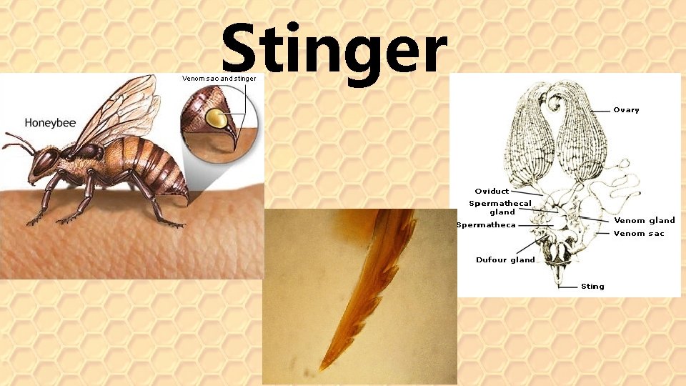 Stinger 