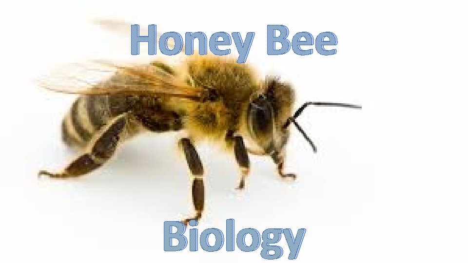 Honey Bee Biology 