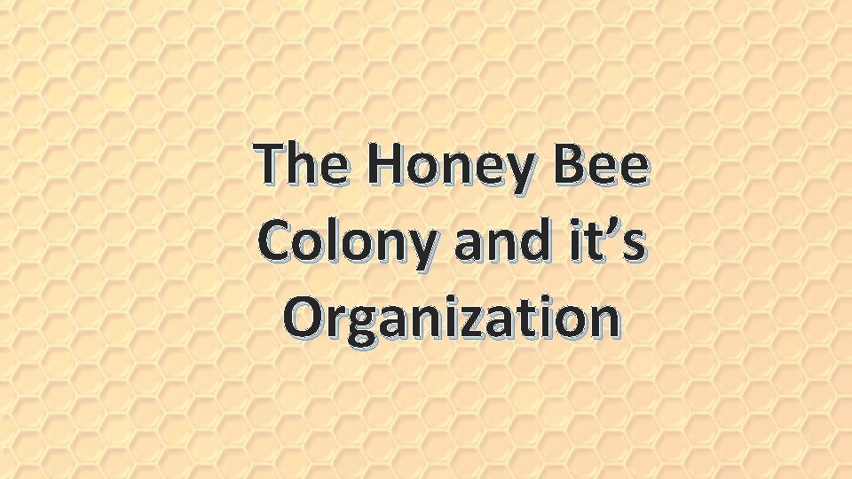 The Honey Bee Colony and it’s Organization 