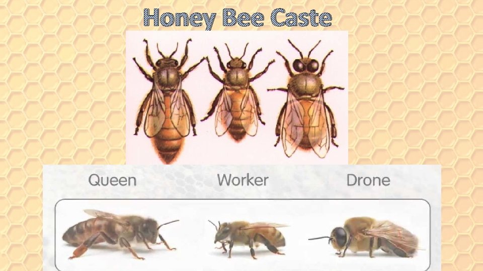 Honey Bee Caste 