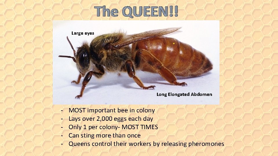 The QUEEN!! Large eyes Long Elongated Abdomen - MOST important bee in colony Lays