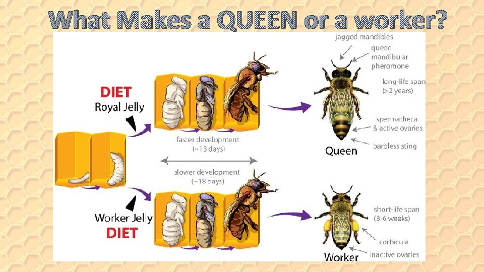 What Makes a QUEEN or a worker? 