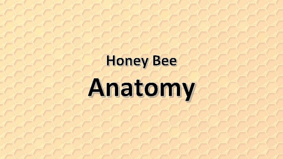 Honey Bee Anatomy 