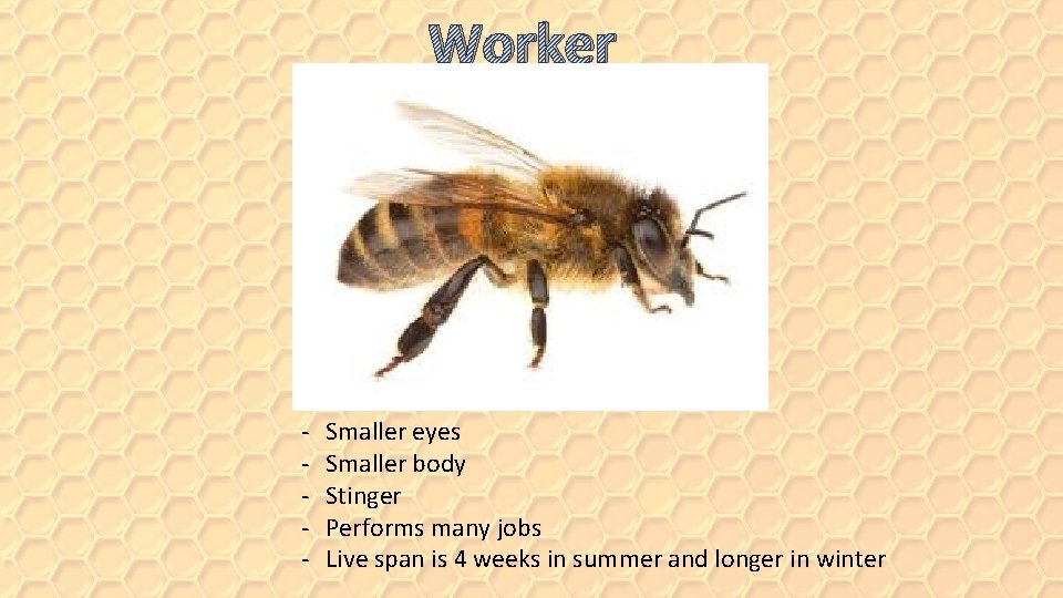 Worker - Smaller eyes Smaller body Stinger Performs many jobs Live span is 4