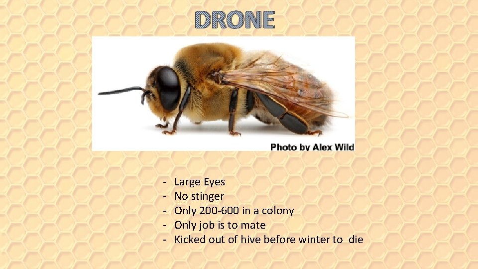 DRONE - Large Eyes No stinger Only 200 -600 in a colony Only job