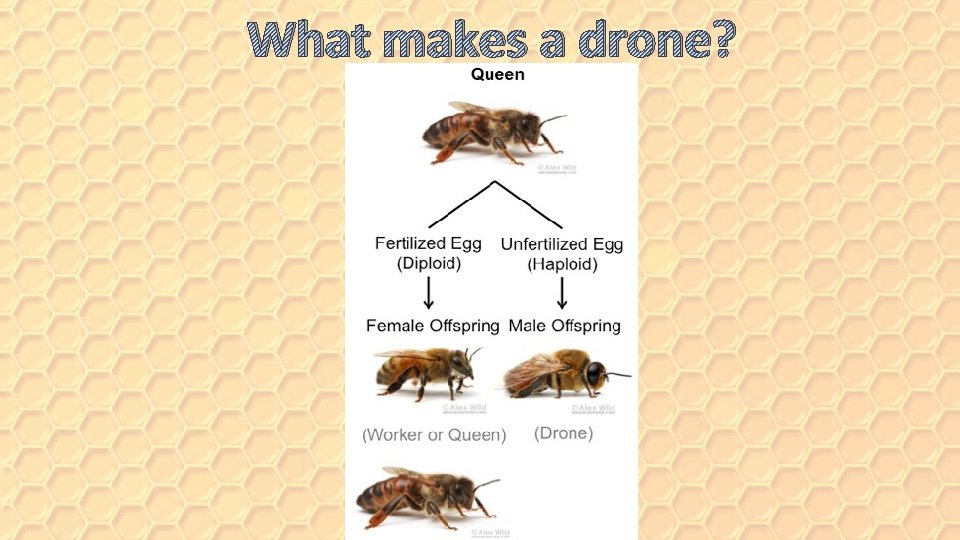 What makes a drone? 