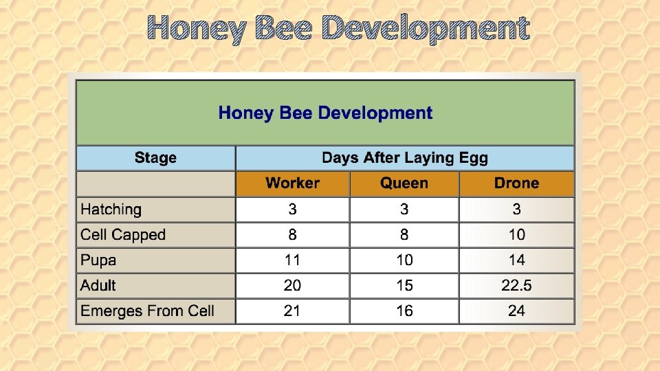 Honey Bee Development 