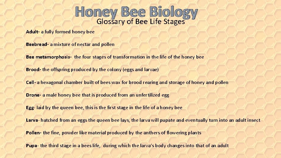 Honey Bee Biology Glossary of Bee Life Stages Adult- a fully formed honey bee