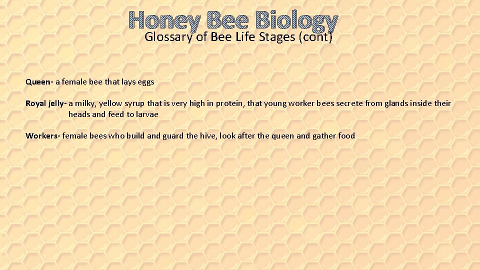 Honey Bee Biology Glossary of Bee Life Stages (cont) Queen- a female bee that