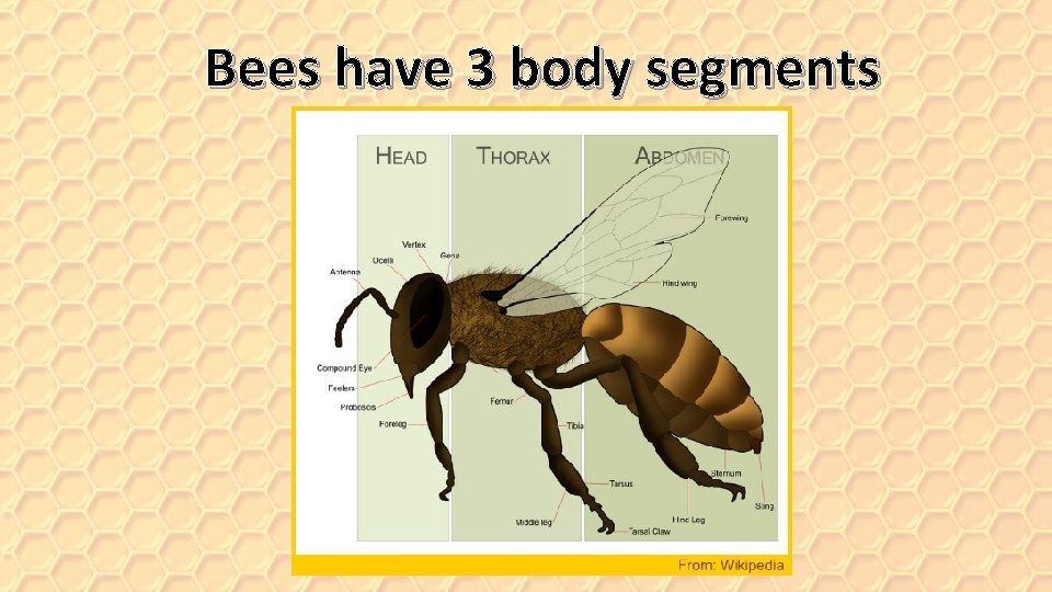 Bees have 3 body segments 