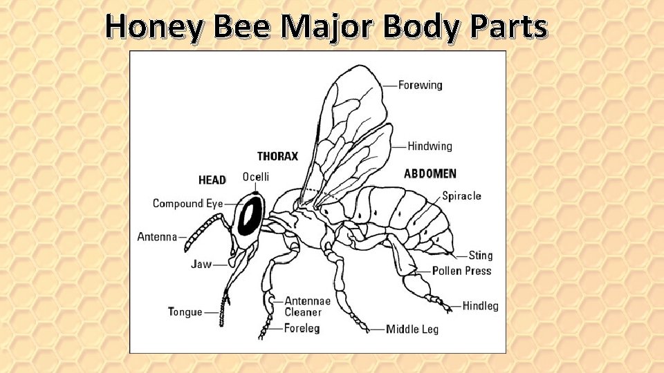 Honey Bee Major Body Parts 