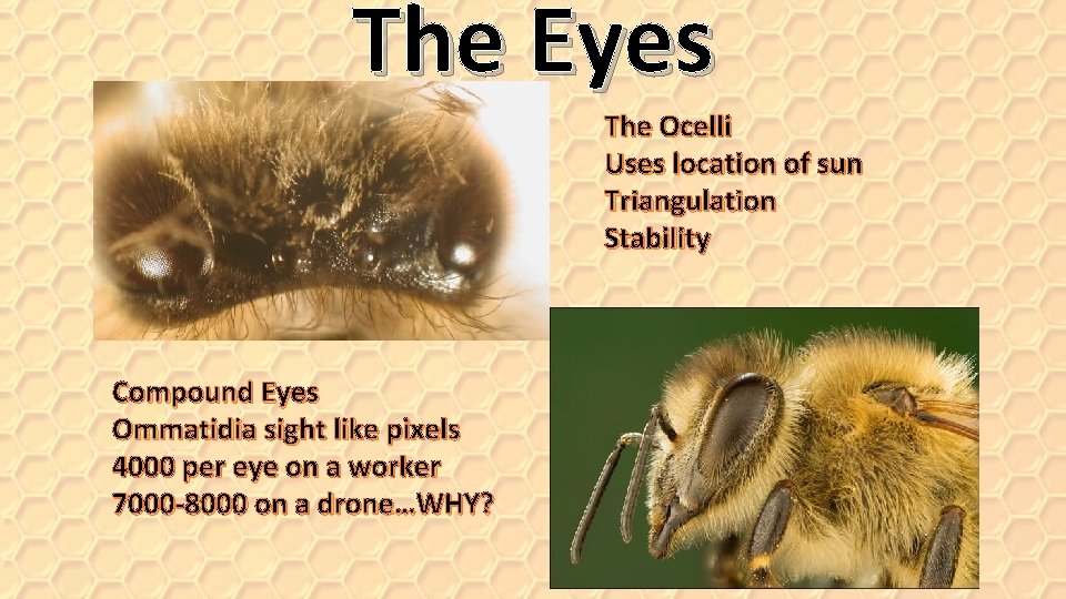 The Eyes The Ocelli Uses location of sun Triangulation Stability Compound Eyes Ommatidia sight