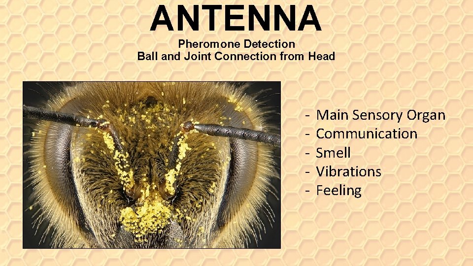 ANTENNA Pheromone Detection Ball and Joint Connection from Head - Main Sensory Organ Communication