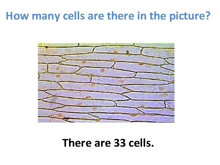 How many cells are there in the picture? There are 33 cells. 