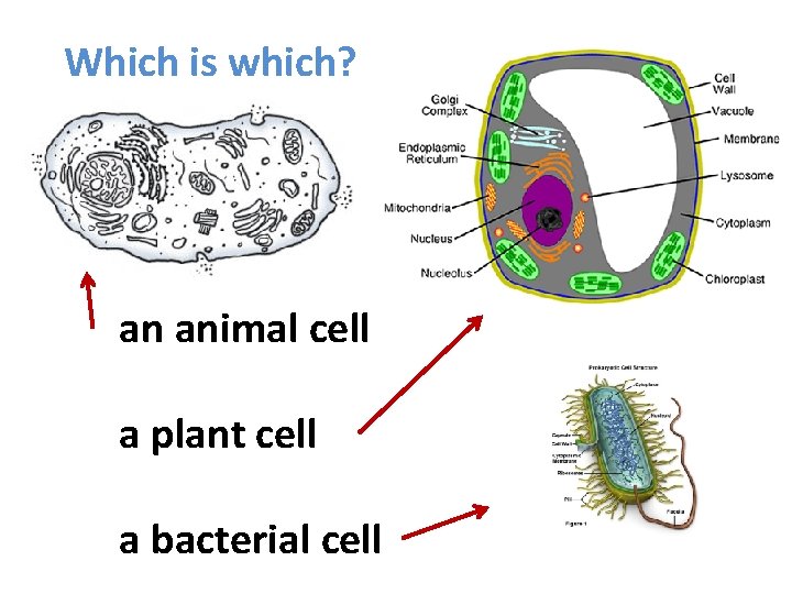 Which is which? an animal cell a plant cell a bacterial cell 