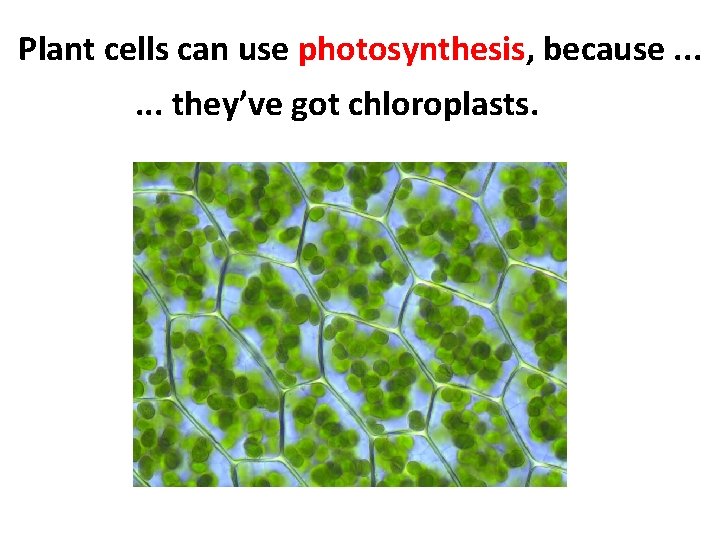 Plant cells can use photosynthesis, because. . . they’ve got chloroplasts. 