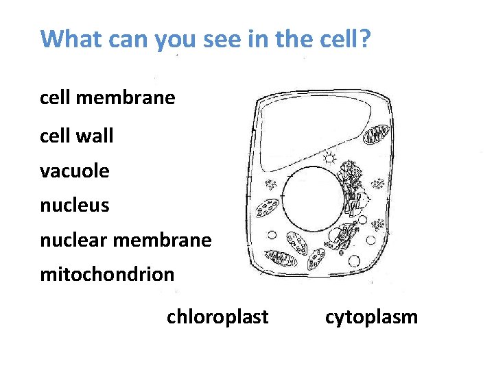 What can you see in the cell? cell membrane cell wall vacuole nucleus nuclear