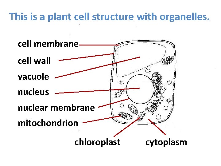 This is a plant cell structure with organelles. cell membrane cell wall vacuole nucleus