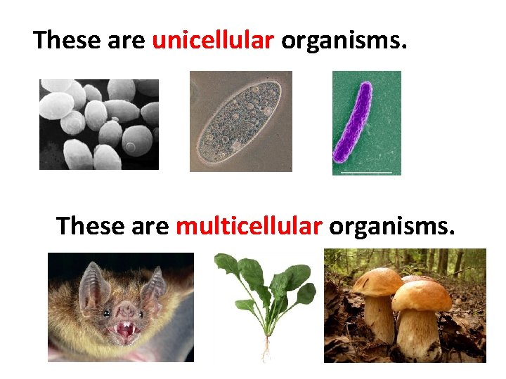 These are unicellular organisms. These are multicellular organisms. 