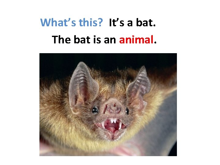 What’s this? It’s a bat. The bat is an animal. 