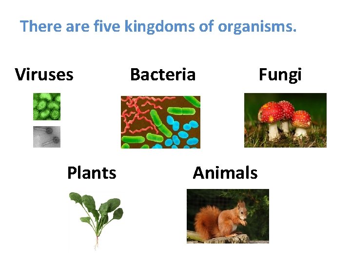 There are five kingdoms of organisms. Viruses Plants Bacteria Animals Fungi 