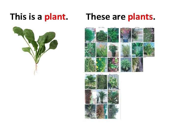 This is a plant. These are plants. 