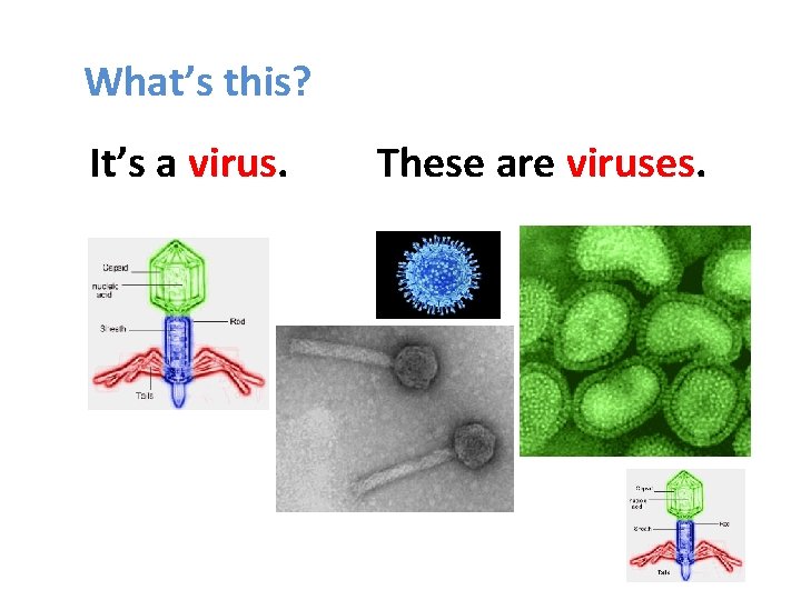 What’s this? It’s a virus. These are viruses. 