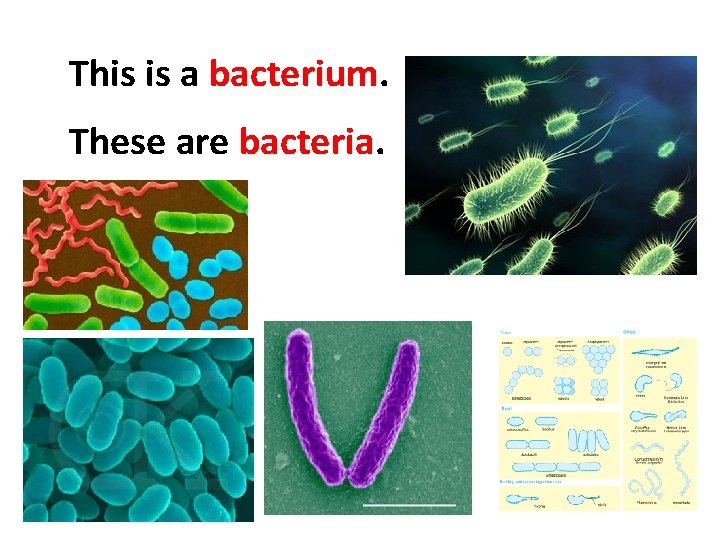 This is a bacterium. These are bacteria. 