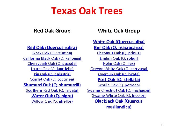 groups, and which oaks fall into that is commonly considered Texas Oak Trees Red