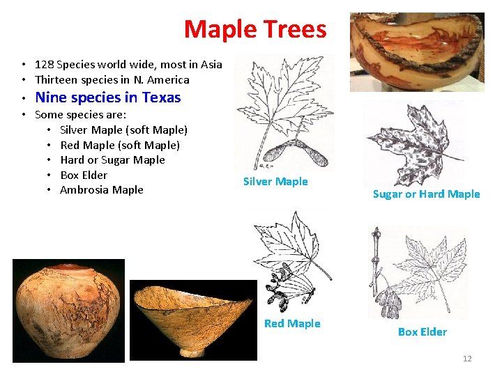 Maple Trees • 128 Species world wide, most in Asia • Thirteen species in