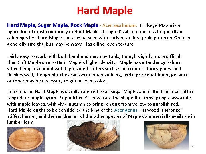 Hard Maple, Sugar Maple, Rock Maple - Acer saccharum: Birdseye Maple is a figure